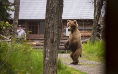 Bears in Camp: Just Katmai Things